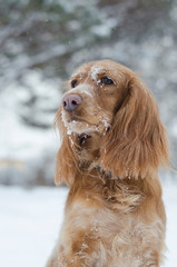 Three-quarter portrait of young red russian spaniel dog with some snow on its muzzle