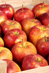 red and yellow organic apples from Normandy