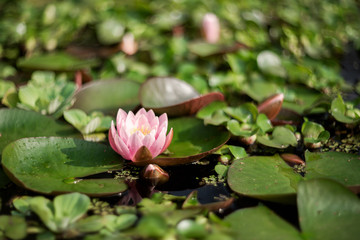 pink blooming water lily floating in water among green leaves in the pond