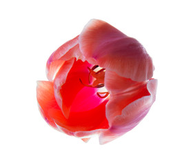  flower of red spring tulip on a backlit white background