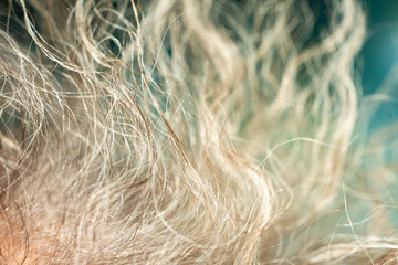 Senior woman' s grey curly hair, Close up & Macro shot, Selective focus, Line texture, Abstract background