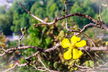 Beautiful yellow flower of great elephant apple tree, or Dillenia obovata (Blume) Hoogland.