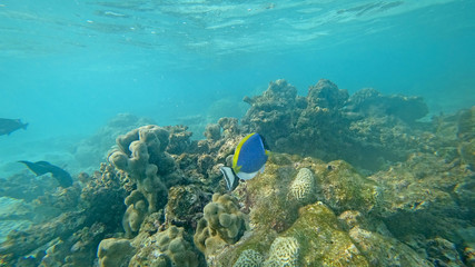 Fototapeta na wymiar The underwater world the Indian Ocean Maldives with corals and fish