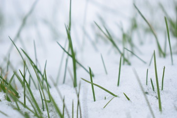 grass in the snow