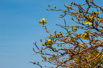 Beautiful yellow flower of great elephant apple tree, or Dillenia obovata (Blume) Hoogland.