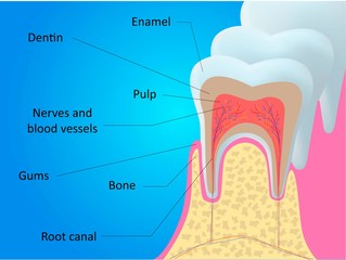 Tooth anatomy vector dental infographics. Medical banner or poster illustration