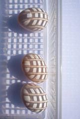 Three duck eggs in white plastic basket on white background, Light & Shadow concept
