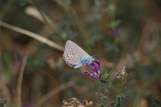 papillon dans le Sud