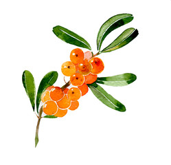 Branch of sea-buckthorn. Hand drawn watercolor ilustration isolated on white background - 248826289