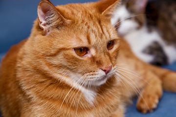 Red cat with a funny