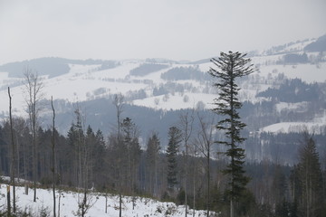 Winter, snowy, mountain landscape. Sudety Mountains