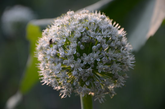 Closeup of flower head of garlic and fly on it against blurred green background