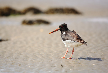 Oystercatcher on the beach