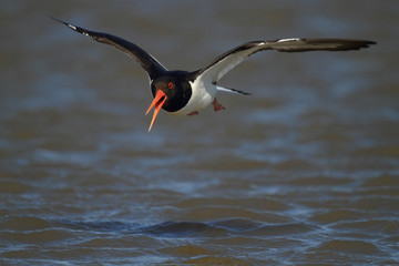 Oystercatcher in flight