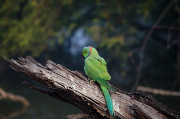 colorful parrot