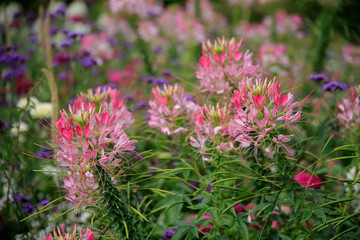 Spinnenblume oder Spinnenpflanze (Tarenaya hasslerian)a