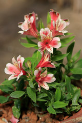 Inkalilien (Alstroemeria) Blüten im Sommer