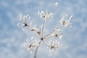 Frozen leaf in winter, frost on plants, frosty background.
