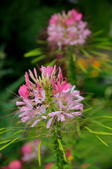 Spinnenblume oder Spinnenpflanze (Tarenaya hassleriana)
