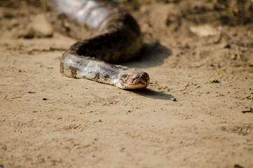 snake on sand