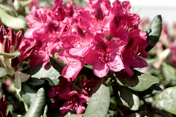 Closeup of the blooming red rhododendron in spring