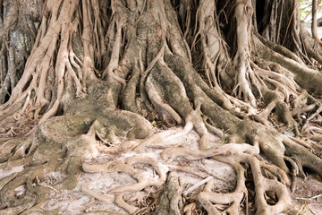Tree root close up