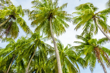 Fototapeta premium Blue sky and palm trees view from below