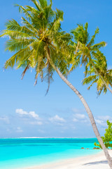 Naklejka premium Palm tree on tropical paradise beach with turquoise blue water and blue sky