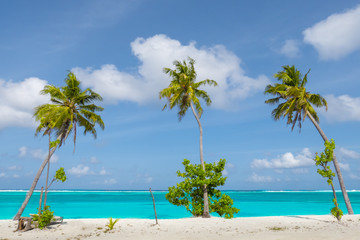 Palm tree on tropical paradise beach with turquoise blue water and blue sky