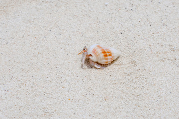 Little Crab on sandy beach