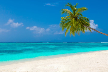 Naklejka na ściany i meble Palm tree on tropical paradise beach with turquoise blue water and blue sky
