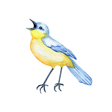 hand-drawn watercolor songbird