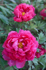 peony flowers in a garden