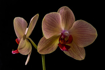 Flowers of a pink orchid isolated on a black background