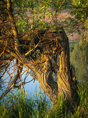 fishing in the morning