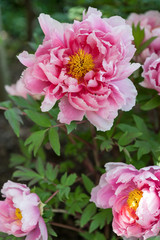 peony flowers in a garden