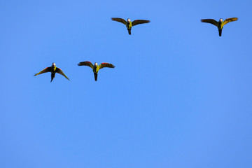 Flying red-shouldered macaw in the wild, Diopsittaca Nobilis, Aquidauana, Mato Grosso Do Sul, Brazil