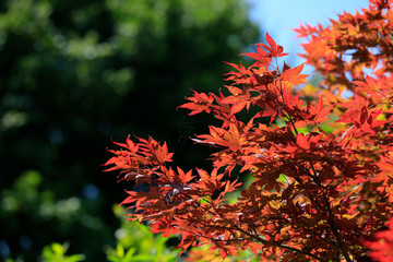 Roter Ahornbaum im Sommer