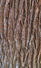 cut of a tree as a background texture for artists