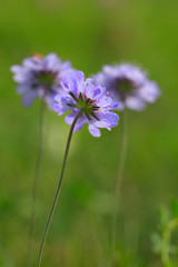  Skabiosen (Scabiosa) Blüten