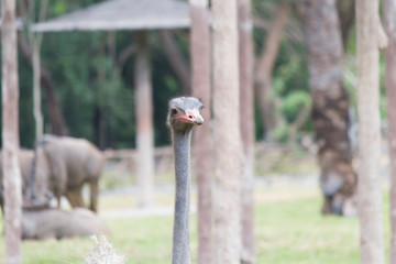 Ostrich on walk