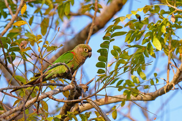 Scaly-headed Parrot, Pionus Maximiliani, perching on a branch in Pantanal, Aquidauana, Mato Grosso Do Sul, Brazil