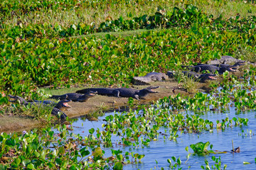 Yacare Caymans, Caiman Crocodilus Yacare Jacare, in the grassland of Pantanal wetland, Corumba, Mato Grosso Sul, Brazil