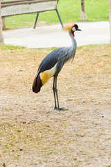 Bird secretary on walk