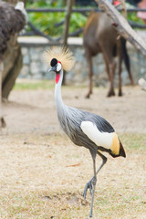 Bird secretary on walk