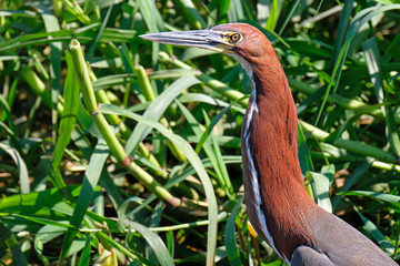 Detail portrait of Rufescent Tiger Heron, Tigrisoma Lineatum, in the nature habitat near Corumba, Pantanal, Brazil