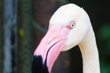 Obraz premium Flamingos stand quietly