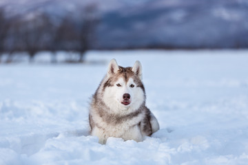 gorgeous and free siberian husky dog lying in the snow field in winter at sunset