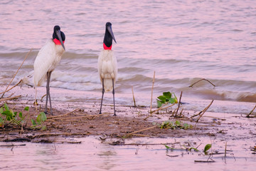 Couple of Jabiru Storks, Jabiru Mycteria, Cuiaba River, Porto Jofre, Pantanal Matogrossense, Mato...