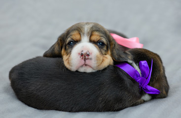 Two cute puppies are on a grey blanket at home.